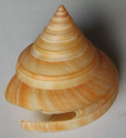Perotrochus vicdani 1)  Kosuge, 1980